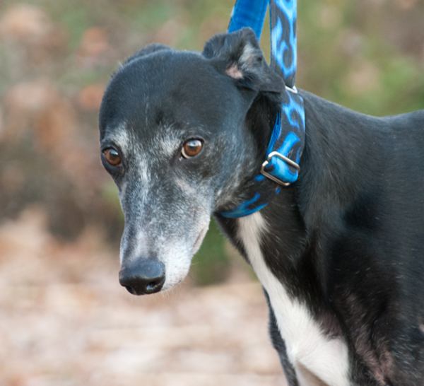 Greyhound Crossroads Take Greyt Photos of Your Greyhound